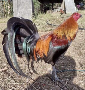 Orig RDB Melsims Alimbuyugen