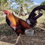 1157 Dalusapi - RDB Sweater Offspring