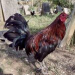 1179 Melsims Alimbuyugen