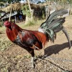 Orig RDB Melsims Billiten