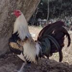 JekJek Sabadisto Grey