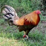 1223 Melsims Billiten - Win 3rd Fyt SMCA Hari ng Ilocandia