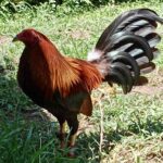 1227 YLH Dalusapi - Loss 1st fyt Hari ng Ilocandia