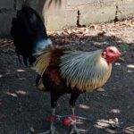 1234 Melsims Grey - Loss 2nd Fyt SMCA Hari ng Ilocandia