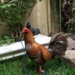 Orig RDB Bulik Winner